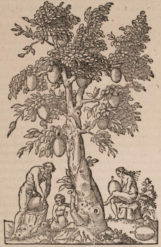 De l’arbre Choine.