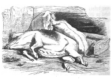 [swine]