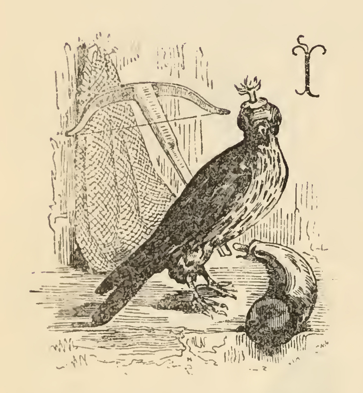 [A Hawk and Other Hunting Periphery]