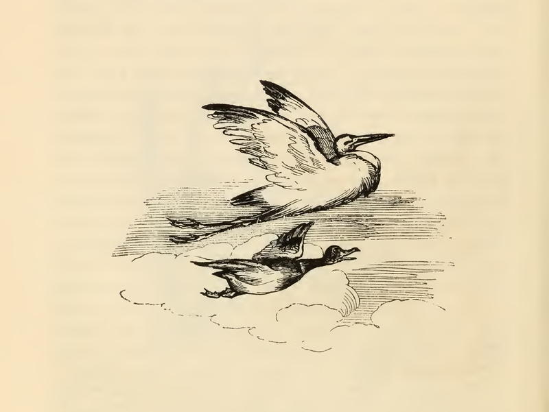 [Two Birds in Flight]