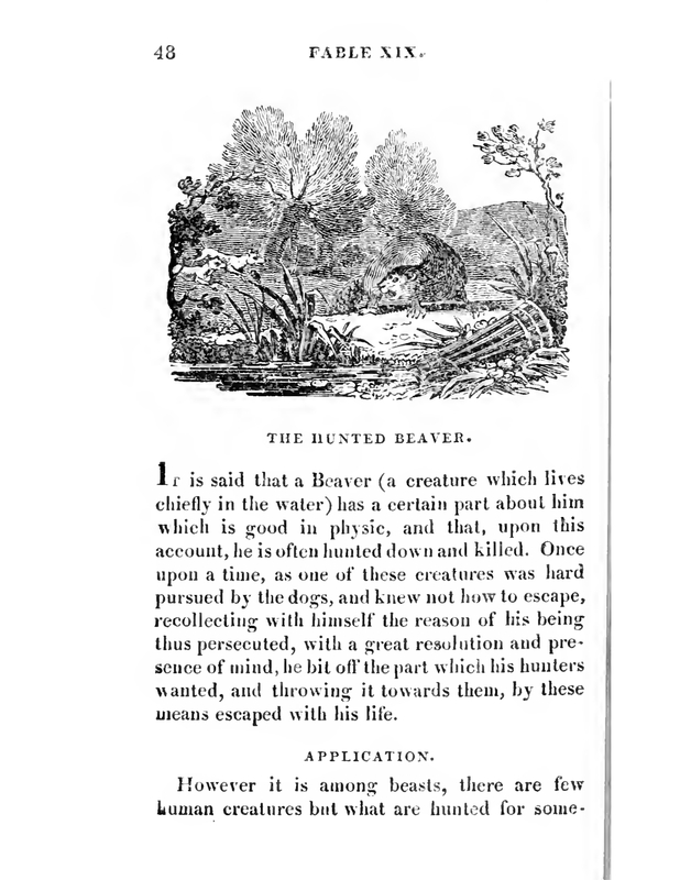 The Hunted Beaver