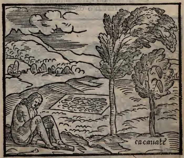 Albero che produce il cacauate, & come gl’Indiani di due legni cauano fuoco.