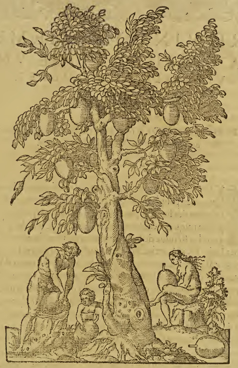 De l’arbre Choine.