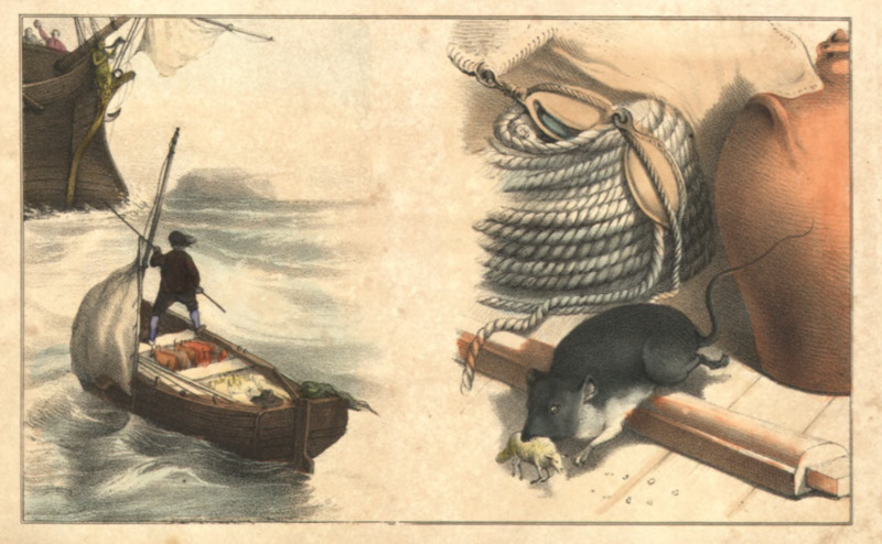 [Gulliver is rescued by an English ship and a Lilliputian sheep next to a rat]
