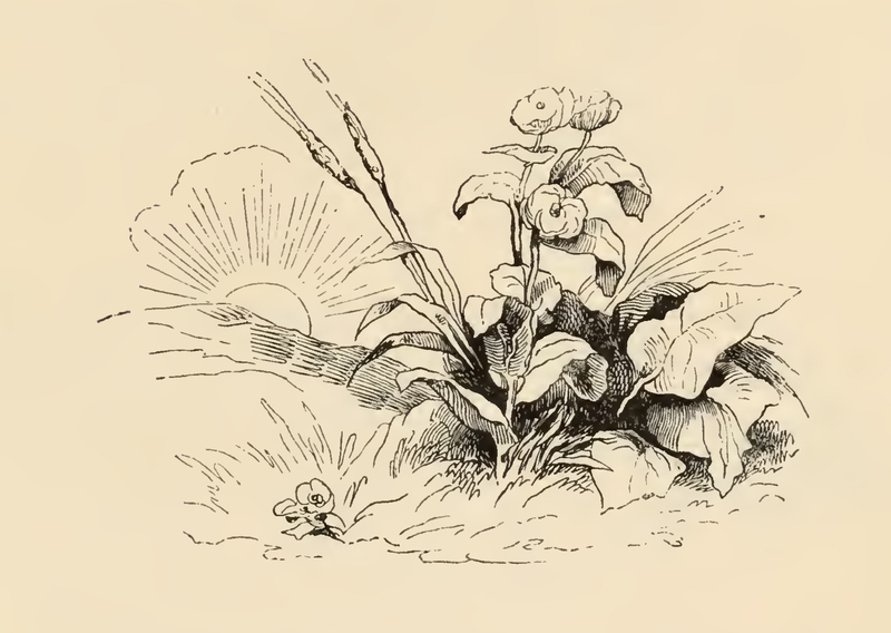 [Flowers and a Distant Dawn Over Far-Flung Mountains]