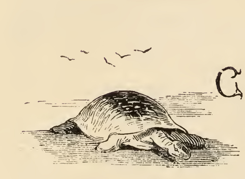 [A Turtle On a Beach]
