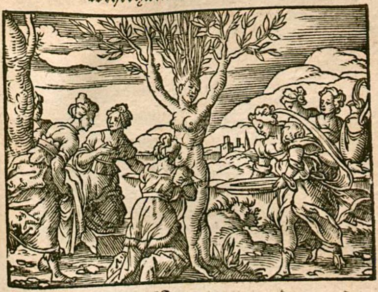 Myrrha in einen Baum