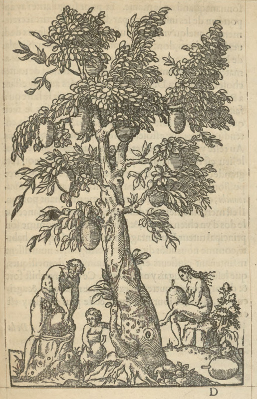 [Indigenous Brazilian man, woman, and child under a tree]