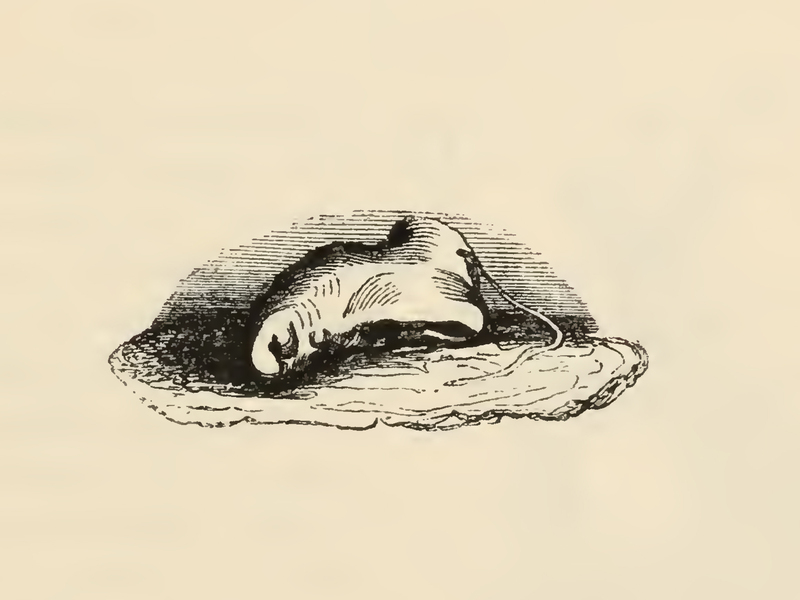 [The Squire of the Woods' Detached Nose]