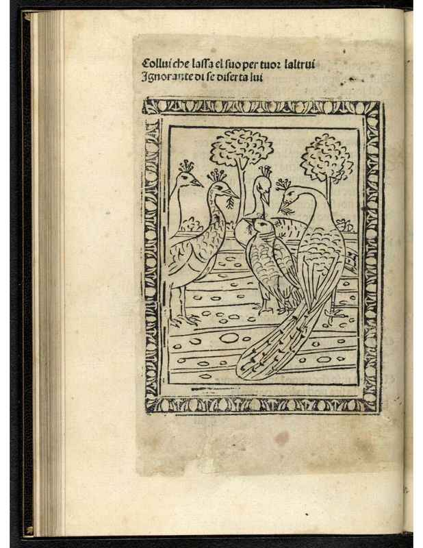 [The Four Peacocks and the Odd Pigeon]