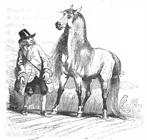 [Gulliver encounters a Houyhnhnm]