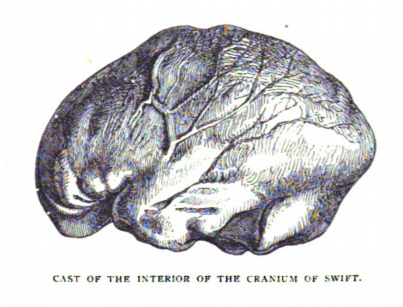 Cast of the Interior of the Cranium of Swift