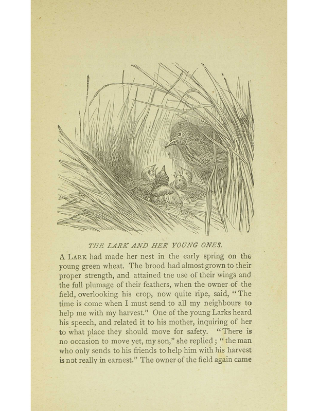 The Lark and Her Young Ones