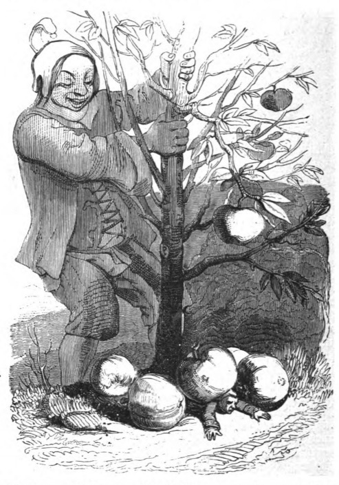 [The Queen of Brobdingnag’s dwarf shakes a tree, causing fruit to drop on Gulliver]