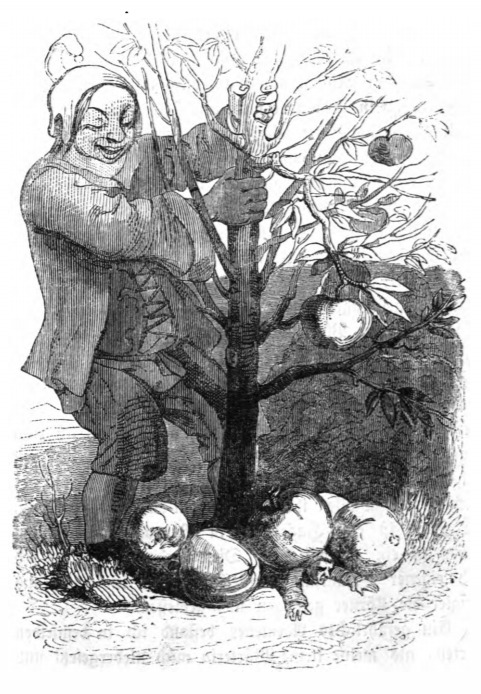 [The Queen of Brobdingnag’s dwarf torments Gulliver by shaking a tree]