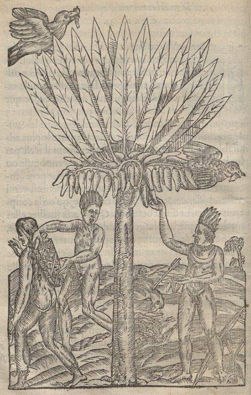 [Indigenous Brazilians pick bananas from a tree]