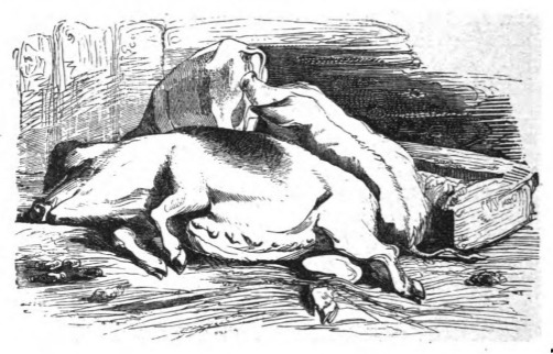 [two pigs sleeping]