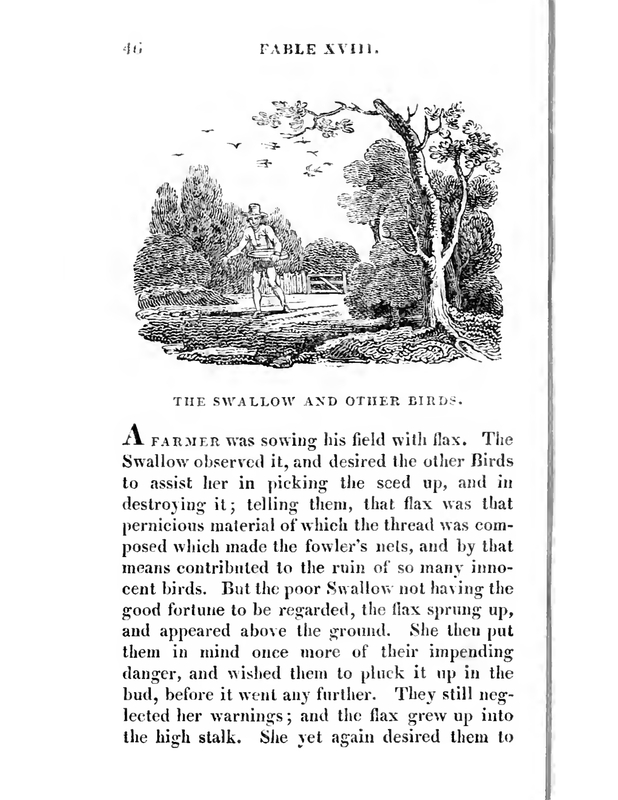 The Swallow and Other Birds