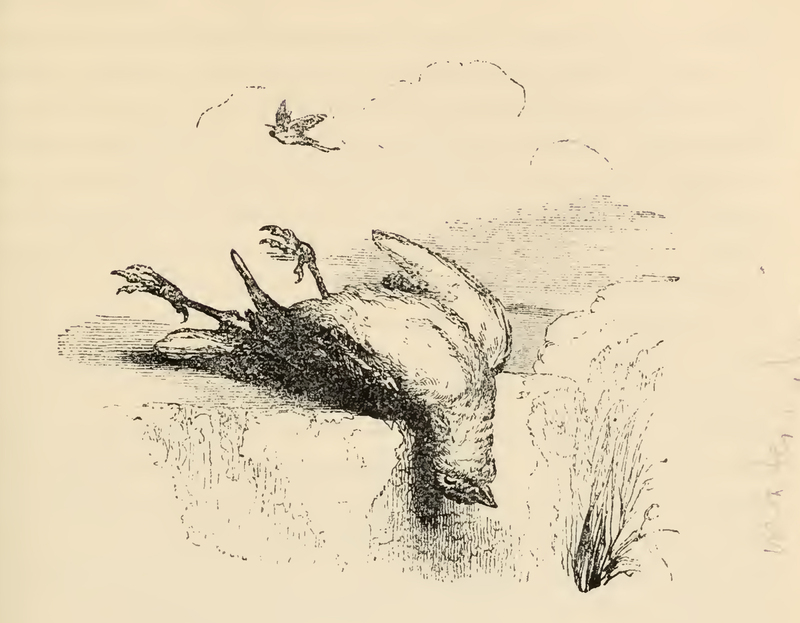 [Dead Sparrow]