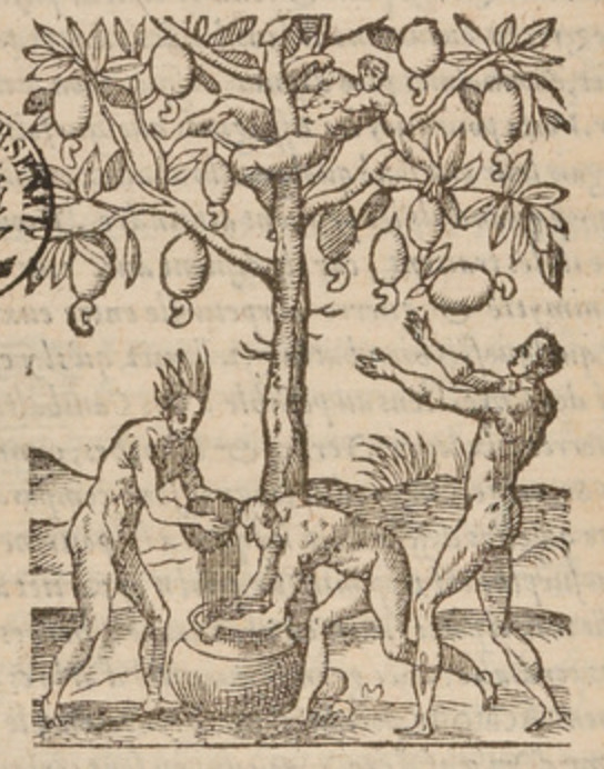 [Indigenous Brazilian men pick fruit from a tree]