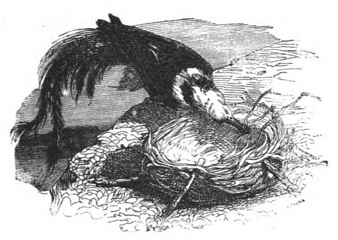 [a swallow building a nest]