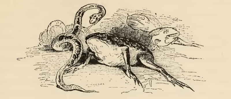 [Toads, Snakes, and Lizards]