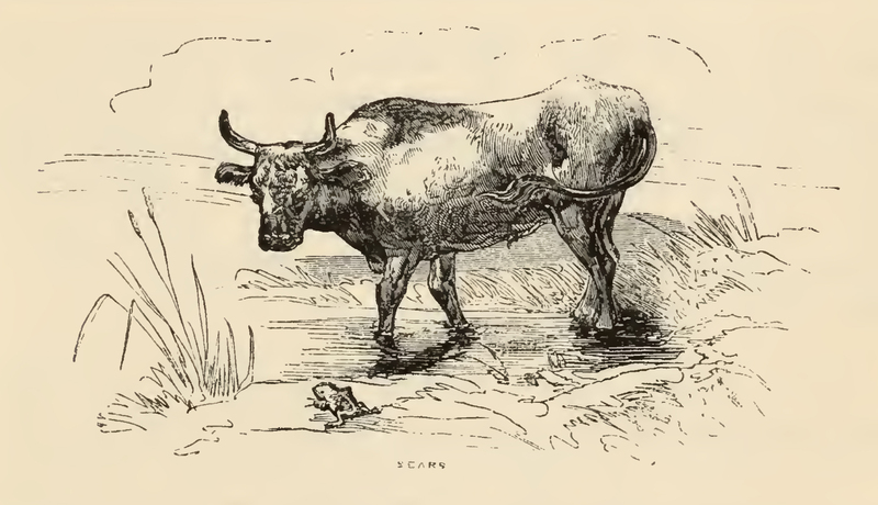 [The Frog Who Strove to Equal the Ox In Size]