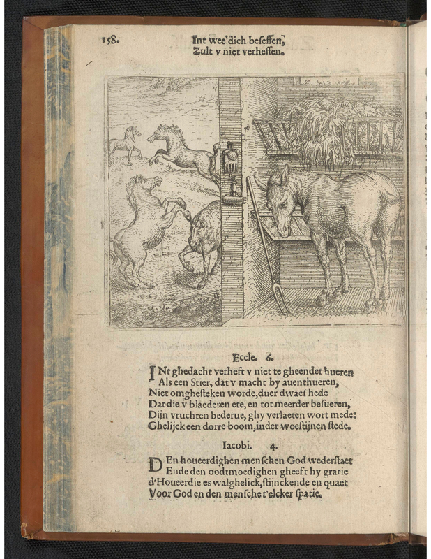 d'Hoveerdighe mule