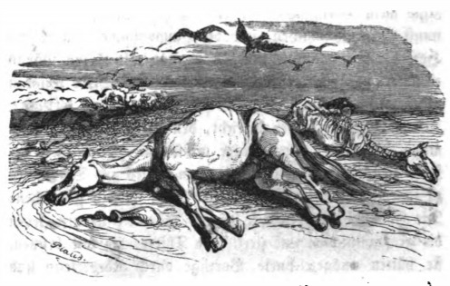 [deceased horses on a beach]