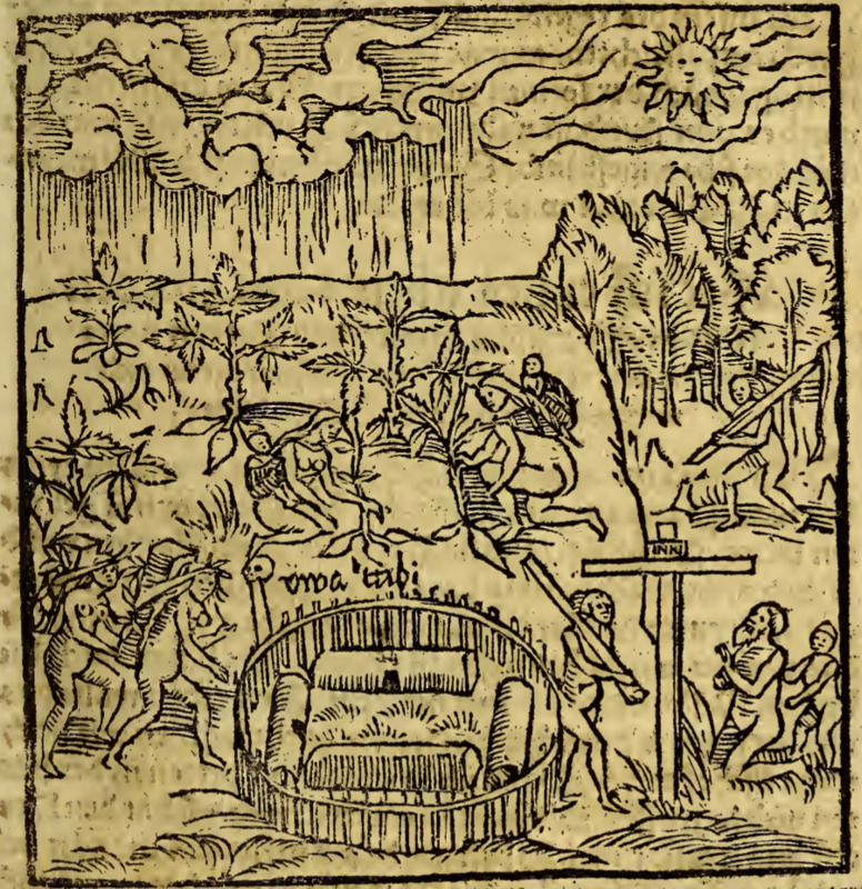 [Agriculture near the Tupinambá village]