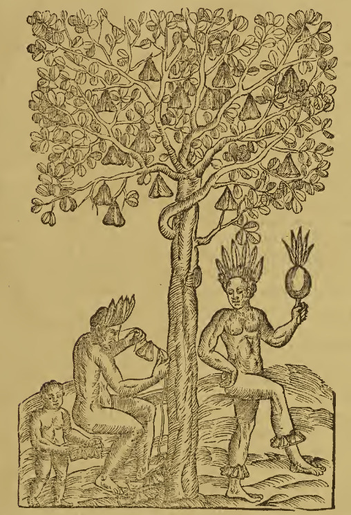Arbre de l’Ahouaï.