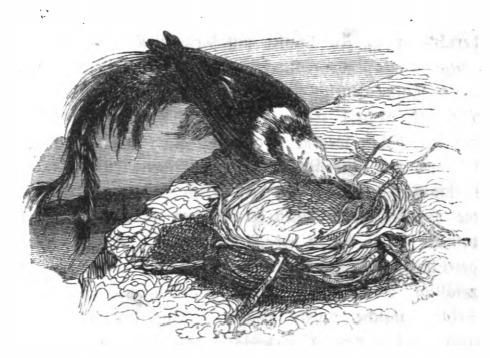 [a swallow building a nest]