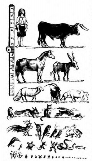[Diagram showing the scale of animals and insects on Lilliput]