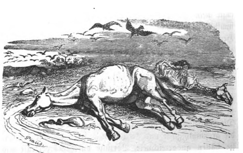 [deceased horses on a beach]