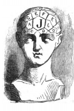 [phrenology bust]