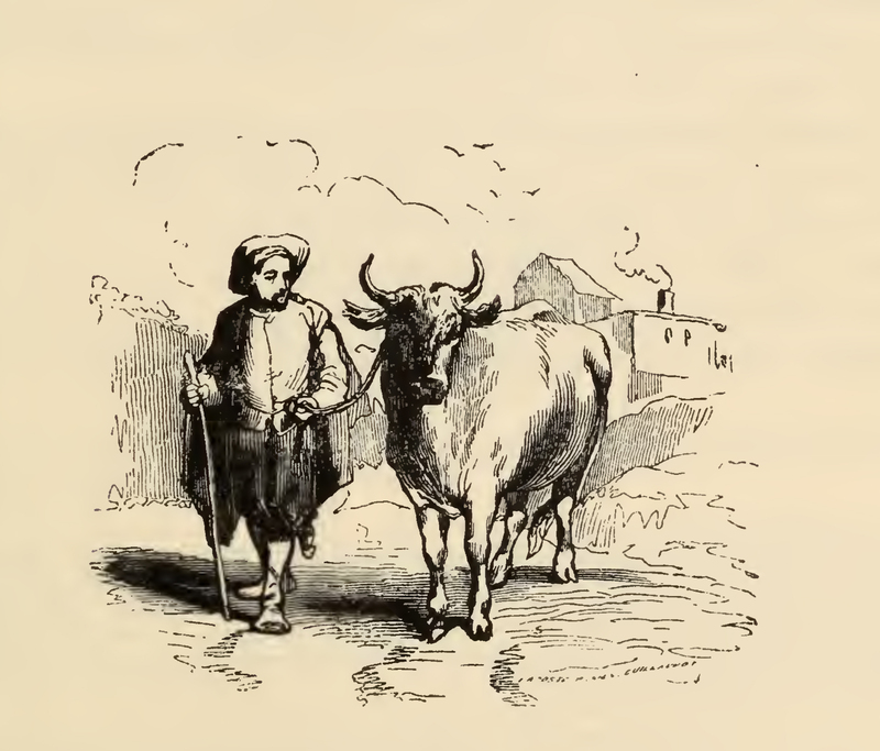 [A Man and His Heifer]