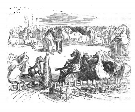 [the meeting of the Houyhnhnms]
