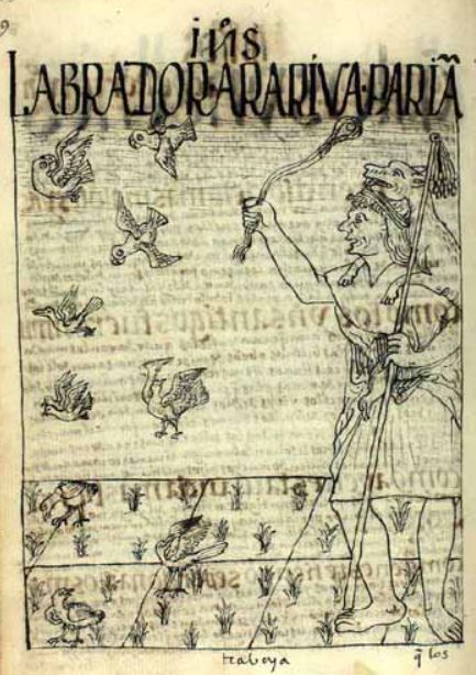 Labrador, Arariva Parian