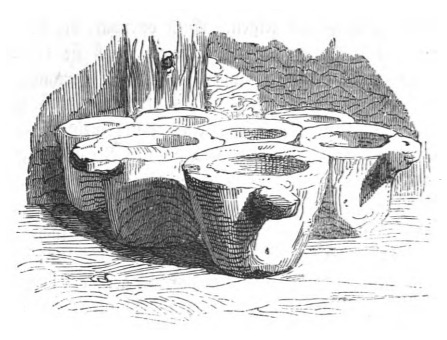 [cups used by Houyhnhnms]