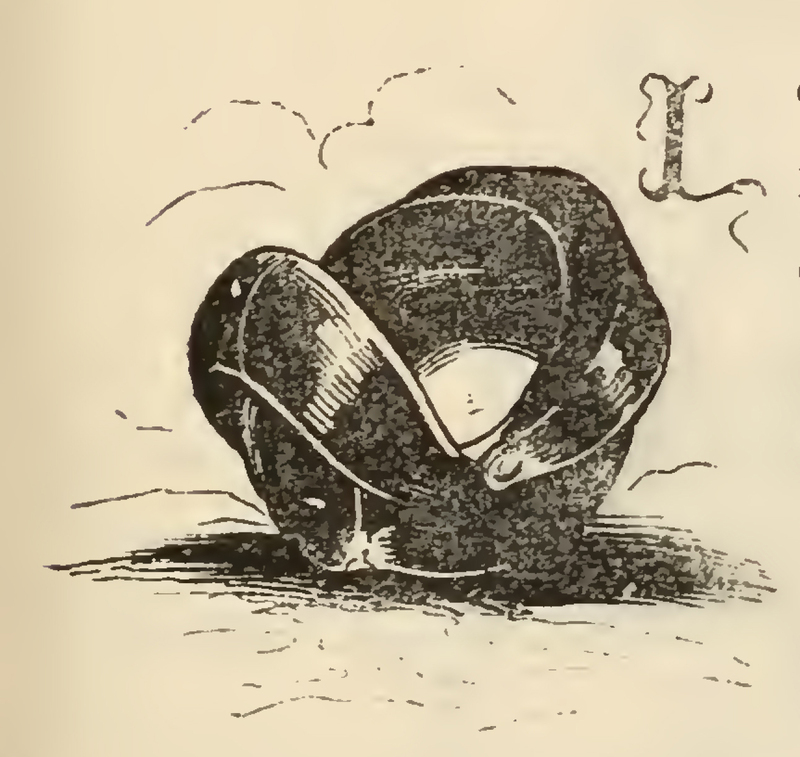 [Quixote's Helmet Filled With Curds]