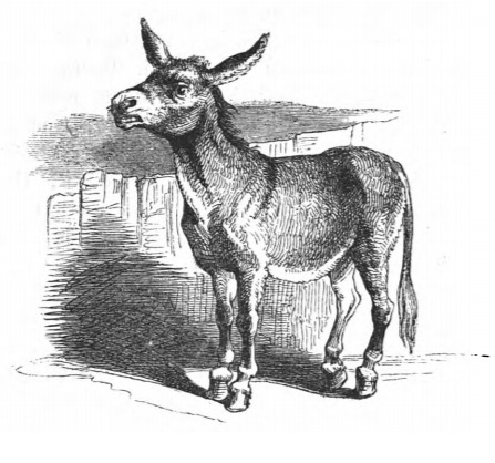 [a donkey]