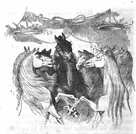 [a group of Houyhnhnms]
