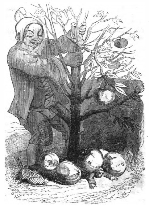 [the Queen of Brobdingnag’s dwarf shakes apples on Gulliver]