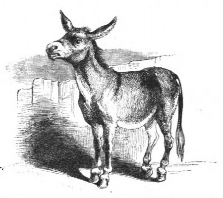 [A donkey]