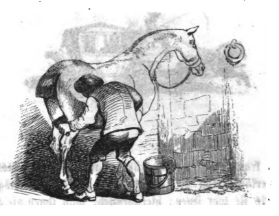[a human grooms a horse]