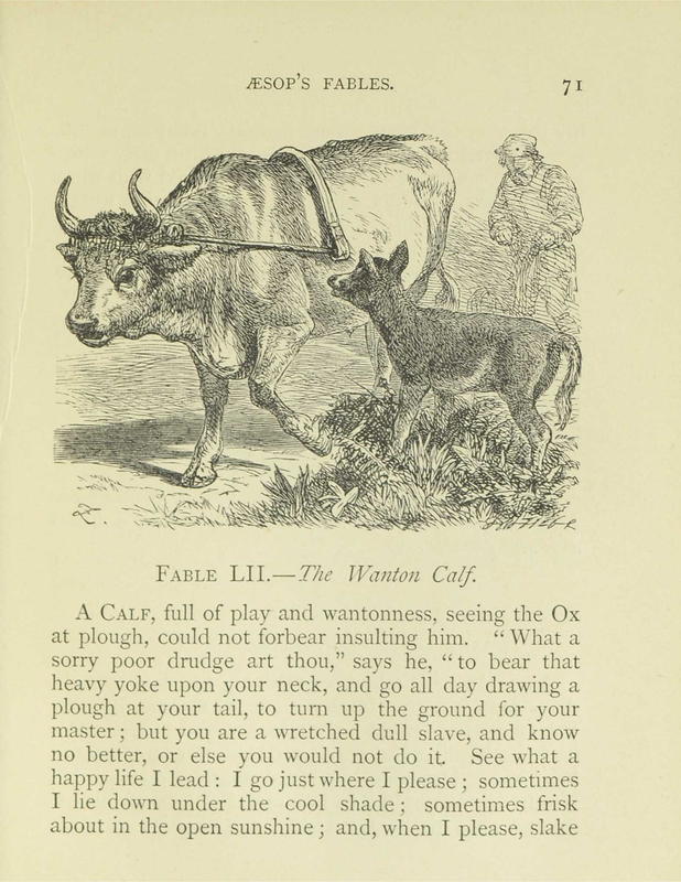 The Wanton Calf