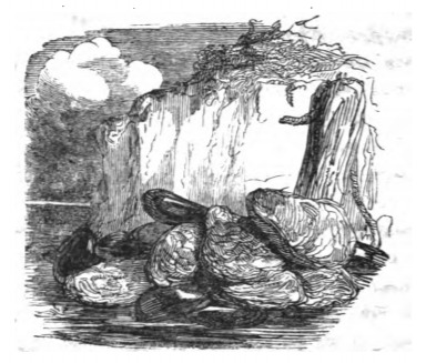 [Shellfish on New Holland]