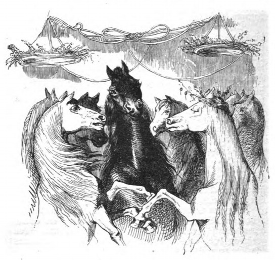 [a group of Houyhnhnms]