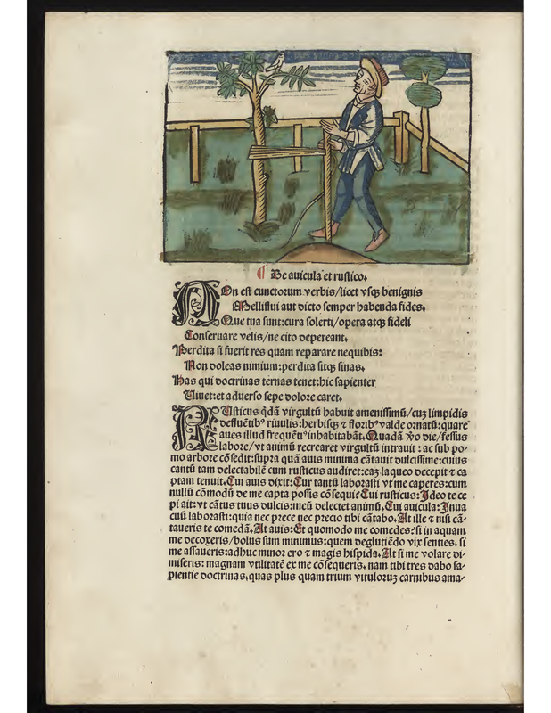 Be auicula et ruftico