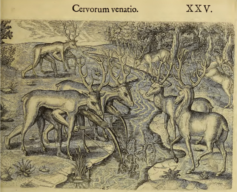 Cervorum venatio. XXV.